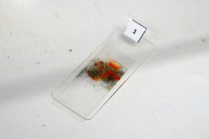 Schimmel-/Pilzanalyse