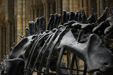 Close-up of dinosaur fossil bones displayed in a historical indoor museum setting.